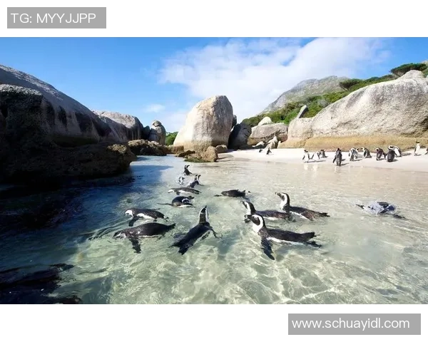 足球企鹅队勇闯赛场展现团队精神与拼搏意志的传奇之旅