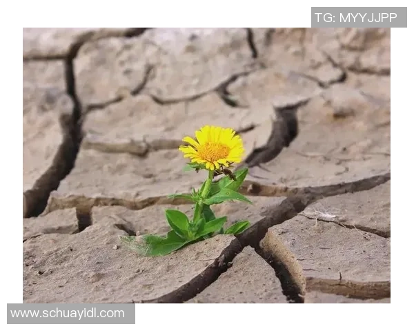 长袜足球的魅力与技巧探讨让我们一起领略这项运动的独特风采与乐趣